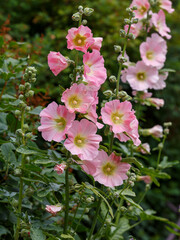 Malva Sylvestris flowers. Blooming musk mallow (Malva alcea, cut-leaved mallow, vervain mallow or hollyhock mallow) in summer garden