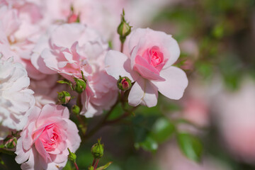 A delicate pink rose in bloom in the garden. Background with a beautiful rose