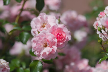 A delicate pink rose in bloom in the garden. Background with a beautiful rose