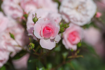A delicate pink rose in bloom in the garden. Background with a beautiful rose