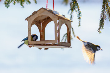 Bird feeder in winter. Tits take seeds in the feeder. Feeding wild birds in winter