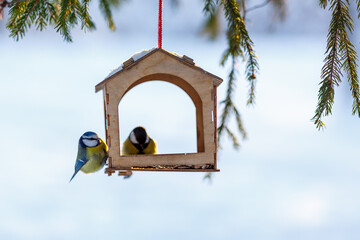 Bird feeder in winter. Tits take seeds in the feeder. Feeding wild birds in winter
