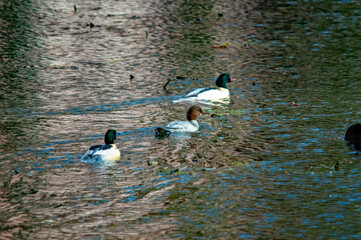 Gänsesäger-Familie im Wasser