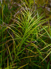 Carex muskingumensis Gold Fountain in garden
