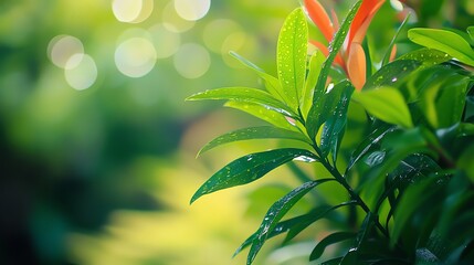 A close-up of green leaves with water droplets.