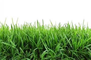 A close-up view of a lush green grass field, with individual blades glistening in the sunlight, showcasing their vibrant color and texture
