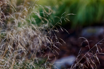 Deschampsia ( Latin- Deschampsia cespitosa ) is a type species of perennial herbaceous plants of the genus Deschampsia of the family Poaceae