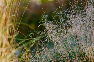Deschampsia ( Latin- Deschampsia cespitosa ) is a type species of perennial herbaceous plants of the genus Deschampsia of the family Poaceae