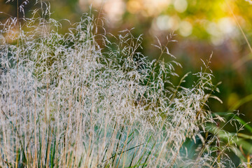 Deschampsia ( Latin- Deschampsia cespitosa ) is a type species of perennial herbaceous plants of...