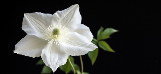Fototapeta premium White flower with delicate petals and green center, showcasing intricate details and soft textures against dark background, copy space for text