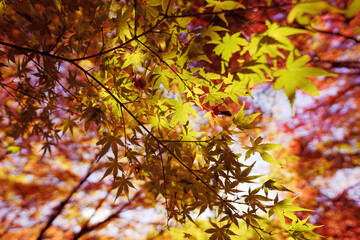 秋の紅葉に染まる空