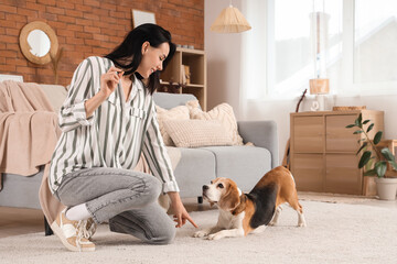 Pretty young woman with treat training her cute Beagle dog at home