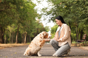 Pretty young woman training her cute Australian Shepherd dog outdoors