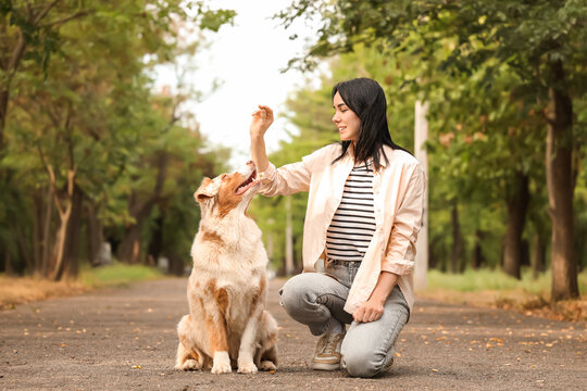 Pretty young woman with treat training her cute Australian Shepherd dog in park