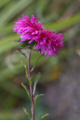 close up of pink flower