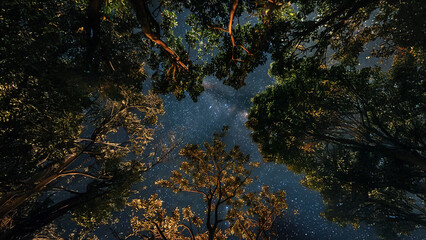 Starry night sky framed by illuminated tree canopies in a forest
