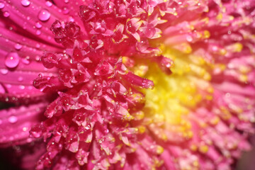 close up of pink flower