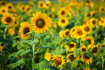 Close-up yellow sunflowers with a blurry background.