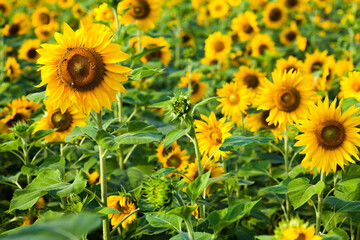 Yellow sunflowers grow in the garden.