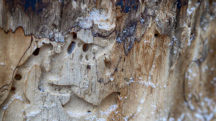 Texture of a cut tree, snowflakes on a cut, winter