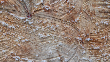 Texture of a cut tree, snowflakes on a cut, winter