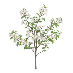 Fototapeta premium Realistic 3d rendering of a small blooming tree with white flowers and green leaves, isolated on a transparent background