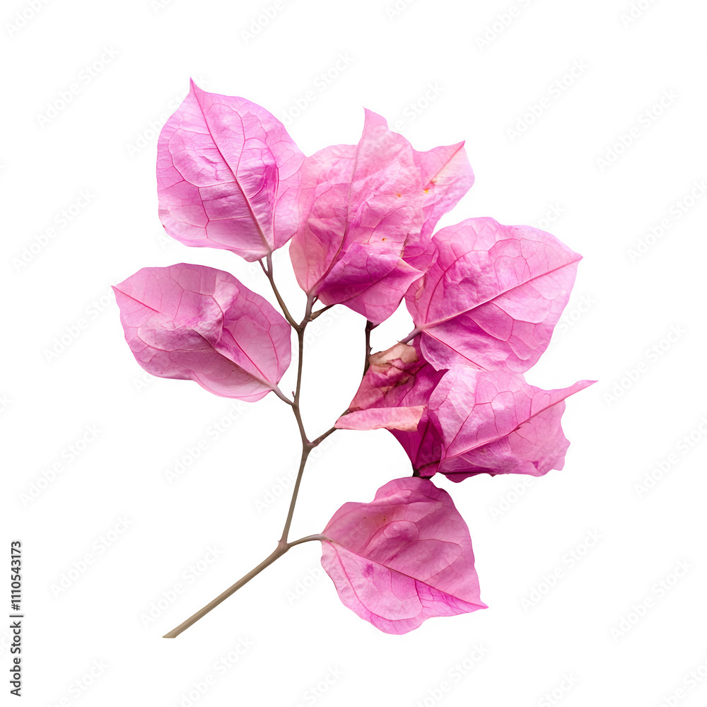 Poster close-up of a delicate pink bougainvillea branch isolated on a transparent background, highlighting 