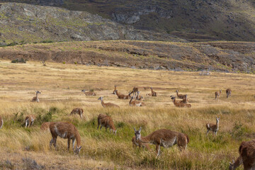 Guanaco