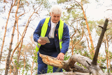 Senior forester with tablet computer inspecting fallen tree in forest