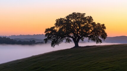 Lone tree bathed in golden sunlight on a grassy hillside