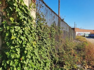 Obraz premium Human vs Nature Concept. A fence overgrown with lush green ivy contrasts against a clear blue sky, showcasing nature reclaiming urban spaces.