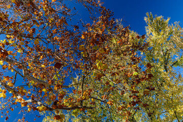 A tree with leaves that are yellow and brown