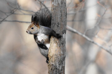 木の上にいたエゾリス