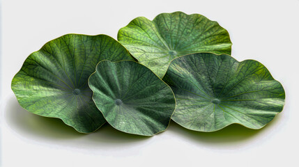 Isolated green lotus leaves on a white background, highlighting their natural beauty and texture