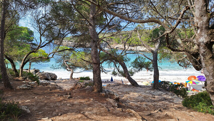 The pine grove to reach the beach in the amazing Cala Turqueta, Ciutadella de Menorca, Balearic Islands, Spain.