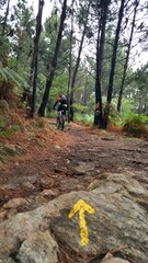 Parte do Caminho de Santiago de Compostela Português, com seta amarela na pedra da trilha, e ciclista ao fundo.