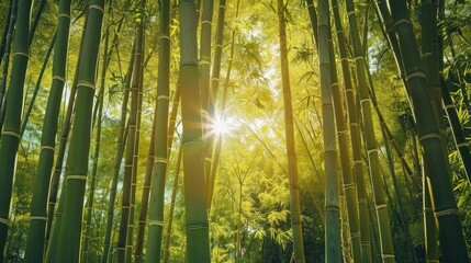 A dense bamboo forest with towering stalks and dappled sunlight filtering through the leaves