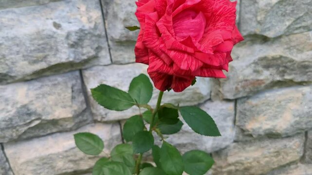 Gardening in Bloom: Stunning Flower Stalks at Home. Flower garden, nature and gardening.