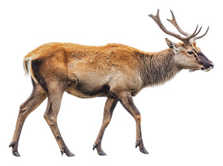 Obraz premium Deer walking in natural habitat during daytime, cut out - stock png.