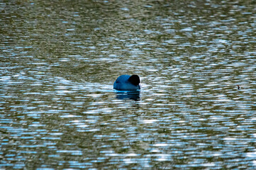 Ente auf dem Wasser