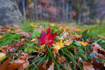 秋の地面の上の紅葉したモミジの落ち葉