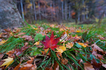 秋の地面の上の紅葉したモミジの落ち葉