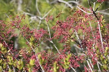 berries Pistacia terebinthus (Pistacia terebinthus) tree