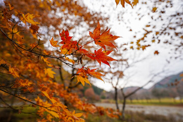 紅葉したモミジ