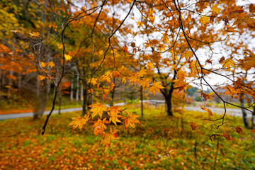 紅葉したモミジ