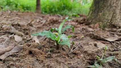 Green grass or weed plant growing on garden or farm farm soil. Closeup macro side view. Weeding concept.