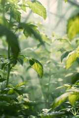 Obraz premium greenhouse with seedlings of herbs and vegetables Generative AI