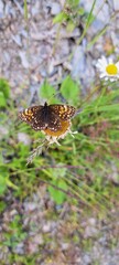 Schmetterling im Bergwald