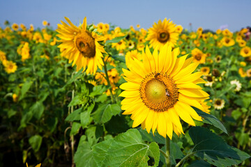Obraz premium Close-up yellow sunflower with the bee, in the outdoor garden.