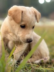 puppy on the grass